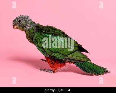 Seitenansicht des jungen australischen Königspapageien, der Federn bekommt. Seitenaufgänge. Isoliert auf einem weichen rosa Hintergrund. Stockfoto