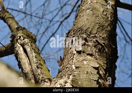 Natürlicher Hintergrund - gesprungener Kern des Baumes Stockfoto