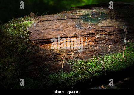 Schöne Oberfläche eines alten gefallenen Baumes. Es gibt Stücke von Rinde und einige grüne Moos. Selektiver Fokus im Vordergrund mit unscharfem Hintergrund Stockfoto