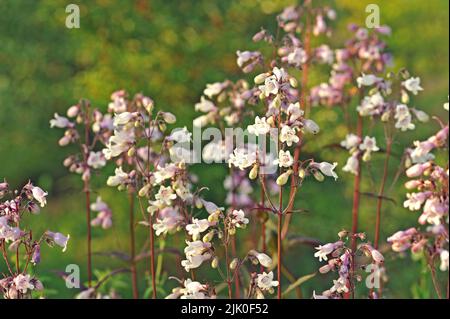 Weiße Blüten von Penstemon digitalis im Garten Stockfoto