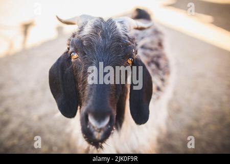 Schwarze und gehörnte Ziege, die auf die Kamera schaut. Stockfoto