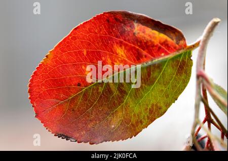 Farbenfrohe Apfelbeere, Aronia-Pflanzenblätter im Herbst Stockfoto