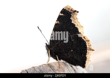 Schwarzer Trauermantel oder Nymphalis antiopa Schmetterling auf Holztisch, Makroansicht Stockfoto