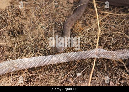 Glatte Schlange (Coronella austriaca), nachdem sie ihre Haut in einer Heide in der Nähe von Borkenberge, Deutschland, vergießen hatte Stockfoto