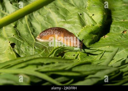 Eine gemeinsame Gartenschnecke, die auf grünen Blättern kriecht Stockfoto