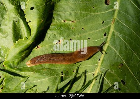 Eine gemeinsame Gartenschnecke, die auf grünen Blättern kriecht Stockfoto