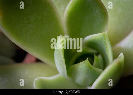 Nahaufnahme eines grünen Kaktusblattes im Garten, einem natürlichen Sukkulenten botanischen Typ, der normalerweise in einer wüstenähnlichen Umgebung gefunden wird und jetzt zu einem beliebten d wird Stockfoto