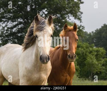 Ein süßes weißes und braunes American Quarter Pferde im Garten mit Bäumen im Hintergrund Stockfoto