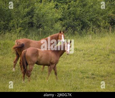 Eine schöne zwei braune American Quarter Pferde im Wald mit Gras und Bäumen Stockfoto