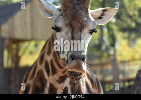 Nahaufnahme des Kopfes einer nördlichen Giraffe im Garten Stockfoto