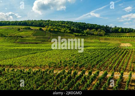 Weinberg am Flussufer an einem sonnigen Tag kurz vor der Erntezeit im Rheingau-Taunus-Kreis in Hessen. Reihen von Reben in einem Weinberg Stockfoto