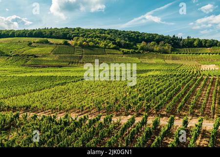 Weinberg am Flussufer an einem sonnigen Tag kurz vor der Erntezeit im Rheingau-Taunus-Kreis in Hessen. Reihen von Reben in einem Weinberg Stockfoto