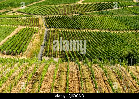 Weinberg am Flussufer an einem sonnigen Tag kurz vor der Erntezeit im Rheingau-Taunus-Kreis in Hessen. Reihen von Reben in einem Weinberg Stockfoto