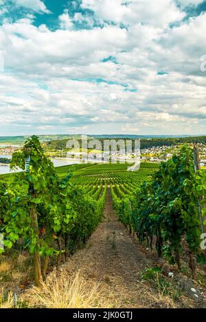 Weinberg am Flussufer an einem sonnigen Tag kurz vor der Erntezeit im Rheingau-Taunus-Kreis in Hessen. Reihen von Reben in einem Weinberg Stockfoto