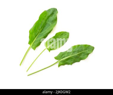 Drei junge frische Blätter von Sauerampfer isoliert auf weiß, Draufsicht Stockfoto