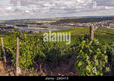 Weinberg am Flussufer an einem sonnigen Tag kurz vor der Erntezeit im Rheingau-Taunus-Kreis in Hessen. Reihen von Reben in einem Weinberg Stockfoto