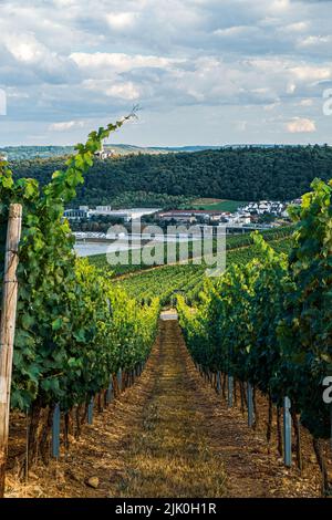 Weinberg am Flussufer an einem sonnigen Tag kurz vor der Erntezeit im Rheingau-Taunus-Kreis in Hessen. Reihen von Reben in einem Weinberg Stockfoto