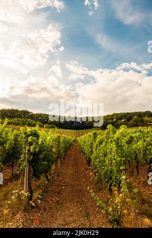 Weinberg am Flussufer an einem sonnigen Tag kurz vor der Erntezeit im Rheingau-Taunus-Kreis in Hessen. Reihen von Reben in einem Weinberg Stockfoto