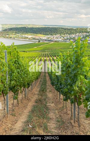 Weinberg am Flussufer an einem sonnigen Tag kurz vor der Erntezeit im Rheingau-Taunus-Kreis in Hessen. Reihen von Reben in einem Weinberg Stockfoto