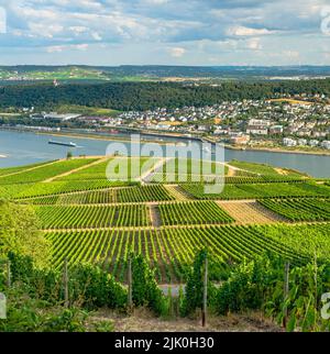 Weinberg am Flussufer an einem sonnigen Tag kurz vor der Erntezeit im Rheingau-Taunus-Kreis in Hessen. Reihen von Reben in einem Weinberg Stockfoto