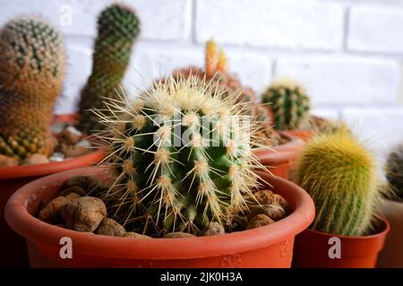 Kleiner grüner Kaktus. Indoor-Kaktus in einem Topf Nahaufnahme Stockfoto