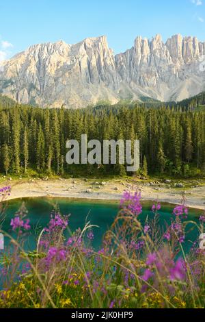 Atemberaubende Aussicht auf den Karersee (Lago di Carezza) mit schönen Blumen im Vordergrund und grünen Bäumen und Bergen in der Ferne. Stockfoto