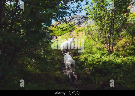 Blick vom Wandern in Matmora auf den Lofoten-Inseln in Norwegen Stockfoto