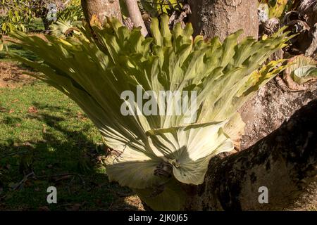 Großer Staghornfarn, Platycerium bifurcatum, um den Baumstamm der Avocado (Persea americana). Stammt aus australischem Regenwald. Queensland. Stockfoto