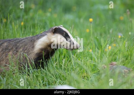 Dachs bei RSPB Wild Haweswater Stockfoto