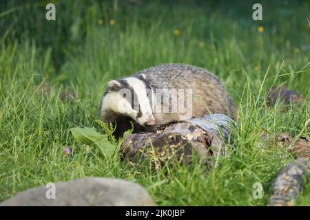 Dachs bei RSPB Wild Haweswater Stockfoto