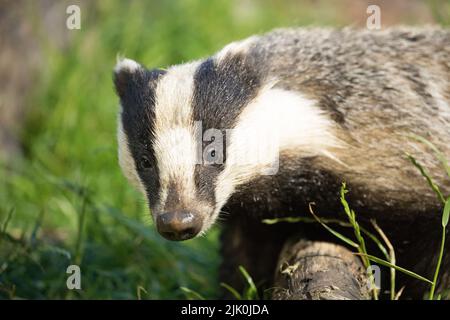 Dachs bei RSPB Wild Haweswater Stockfoto