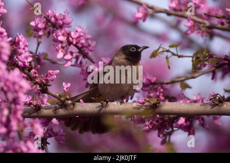 Gelb-belüfteter Bulbul (Pycnonotus xanthopygos) auf einem Judas-Baum mit malvenfarbenen Blüten als Hintergrund, der im April in Israel fotografiert wurde Stockfoto