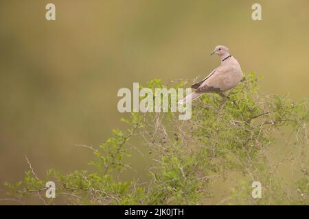 Halsbandtaube (Streptopelia decaocto), die auf einem Zweig thront, der im April im Naturschutzgebiet ein Afek in Israel fotografiert wurde Stockfoto