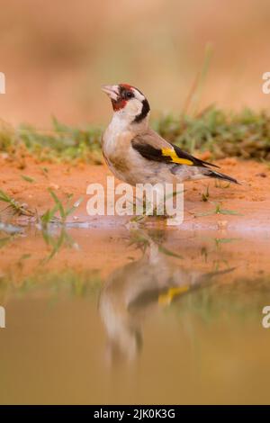 Weibliche europäische Goldfinken (Carduelis carduelis) in der Nähe einer Wasserpfütze Diese Vögel sind Samenfresser, obwohl sie im Sommer Insekten fressen. Fotografiert Stockfoto