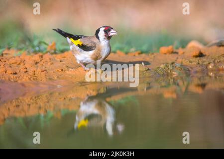 Weibliche europäische Goldfinken (Carduelis carduelis) in der Nähe einer Wasserpfütze Diese Vögel sind Samenfresser, obwohl sie im Sommer Insekten fressen. Fotografiert Stockfoto