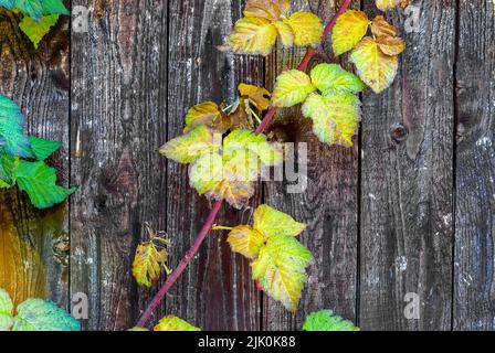 Herbstblätter Tapete - Herbsttayberry Blätter auf Holzhintergrund, Herbstdetails, Herbstpostkarte, horizontale Tapete Stockfoto