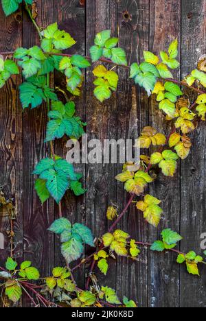 Herbstpflanzen-Motiv - Herbsttayberry-Blätter auf Holzhintergrund, Herbstdetails, Herbstpostkarte, vertikale Tapete Stockfoto