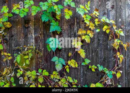 Herbstpostkarte - Herbsttayberry Blätter auf Holzhintergrund, Herbstdetails, horizontale Tapete Stockfoto