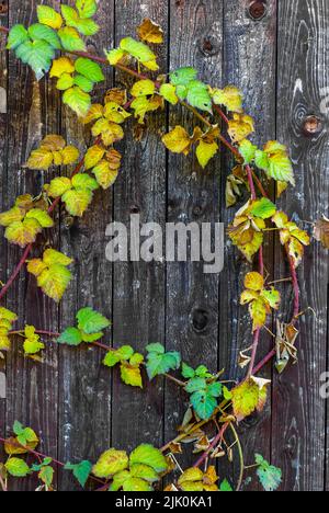 Herbst vertikale Postkarte - Herbst Tayberry Blätter auf Holz Hintergrund, Herbst Details, Herbst Postkarte, vertikale Tapete Stockfoto