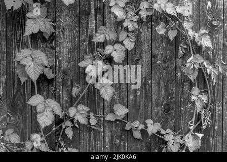 Schwarz-weiße Herbstpostkarte - Herbst-Tayberry-Blätter auf Holzhintergrund, Herbstdetails, horizontale Tapete Stockfoto