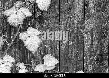 Schwarz-weiße Tapete mit Herbstblättern - Herbst-Tayberry-Blätter auf Holzhintergrund, Herbstdetails, Herbstpostkarte, horizontale Tapete Stockfoto