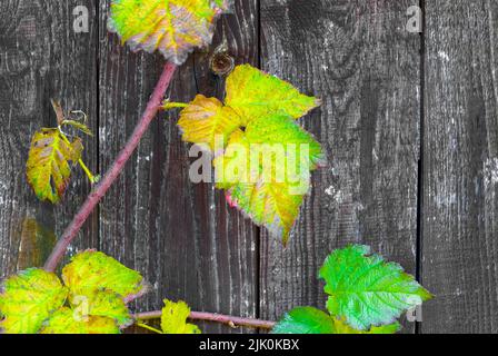 Nahaufnahme von gelben Blättern Motiv - Herbst Tayberry Blätter auf Holz Hintergrund, Herbst Details, Herbst Postkarte, horizontale Tapete Stockfoto