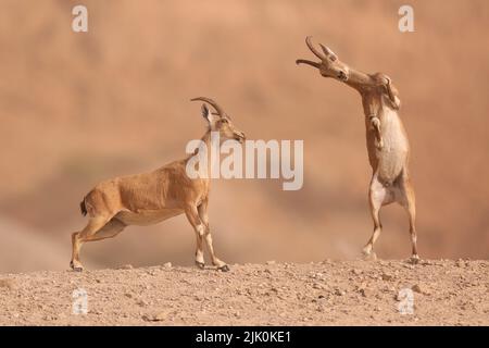 Der juvenile nubische Steinbock (Capra nubiana) ist eine in der Wüste lebende Ziegenart, die in Berggebieten des nördlichen und nordöstlichen Afrikas und in den mittleren EAS vorkommt Stockfoto