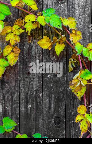 Vertikale Tapete mit gelben Blättern - Herbst-Tayberry-Blätter auf Holzhintergrund, Herbstdetails, Herbstpostkarte, horizontale Tapete Stockfoto