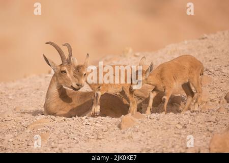 Der juvenile nubische Steinbock (Capra nubiana) ist eine in der Wüste lebende Ziegenart, die in Berggebieten des nördlichen und nordöstlichen Afrikas und in den mittleren EAS vorkommt Stockfoto