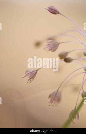Allium daninianum ist eine Zwiebelart, die in Israel, Syrien, Libanon, Palästina und Jordanien gefunden wird. Es handelt sich um eine zwiebelbildende Staude mit einem langen, biegebaren sc Stockfoto