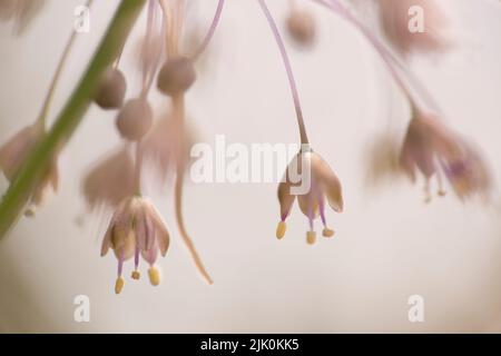 Allium daninianum ist eine Zwiebelart, die in Israel, Syrien, Libanon, Palästina und Jordanien gefunden wird. Es handelt sich um eine zwiebelbildende Staude mit einem langen, biegebaren sc Stockfoto
