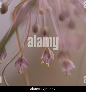 Allium daninianum ist eine Zwiebelart, die in Israel, Syrien, Libanon, Palästina und Jordanien gefunden wird. Es handelt sich um eine zwiebelbildende Staude mit einem langen, biegebaren sc Stockfoto