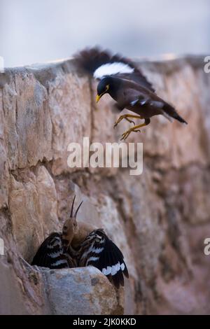 Wiedehopf (Upupa epops) und eine invasive, häufige Myna oder indische Myna (Acridotheres tristis), aufgenommen im April in Israel Stockfoto