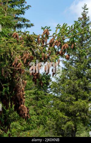 Zweig mit einem Haufen Zapfen in einem Pinienwald an einem sonnigen Sommertag Stockfoto